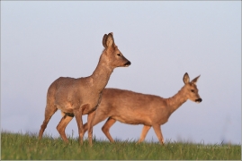 <p>SRNEC OBECNÝ (Capreolus capreolus) Šluknovsko - Jiříkov (European roe deer / Reh </p>